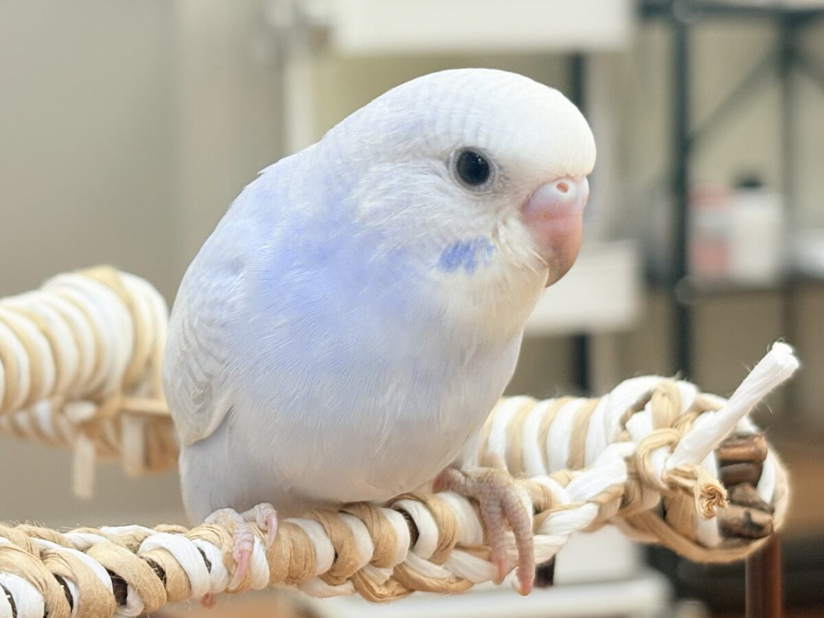 おててにくっ付いていくよ～🩵セキセイインコ（スパングル）ヒナ