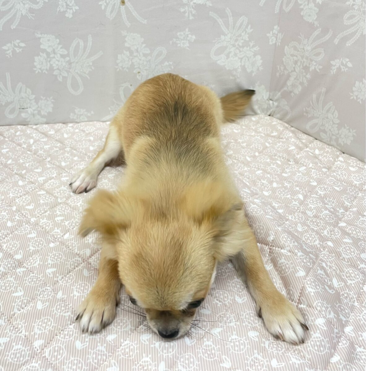 チワワ