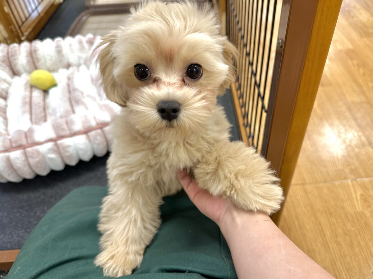 マルプー