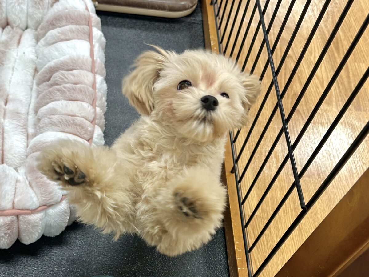 マルプー