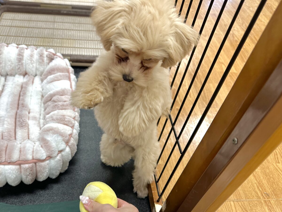 マルプー