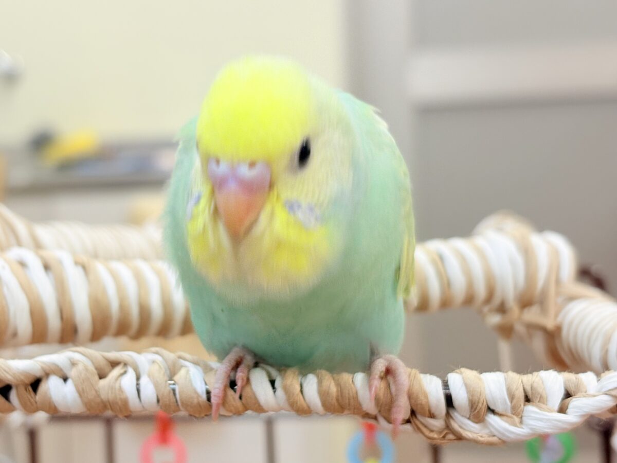 セキセイインコ