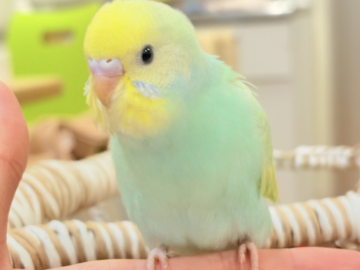 好奇心旺盛だよ💛セキセイインコ（パステルレインボースパングル）ヒナ