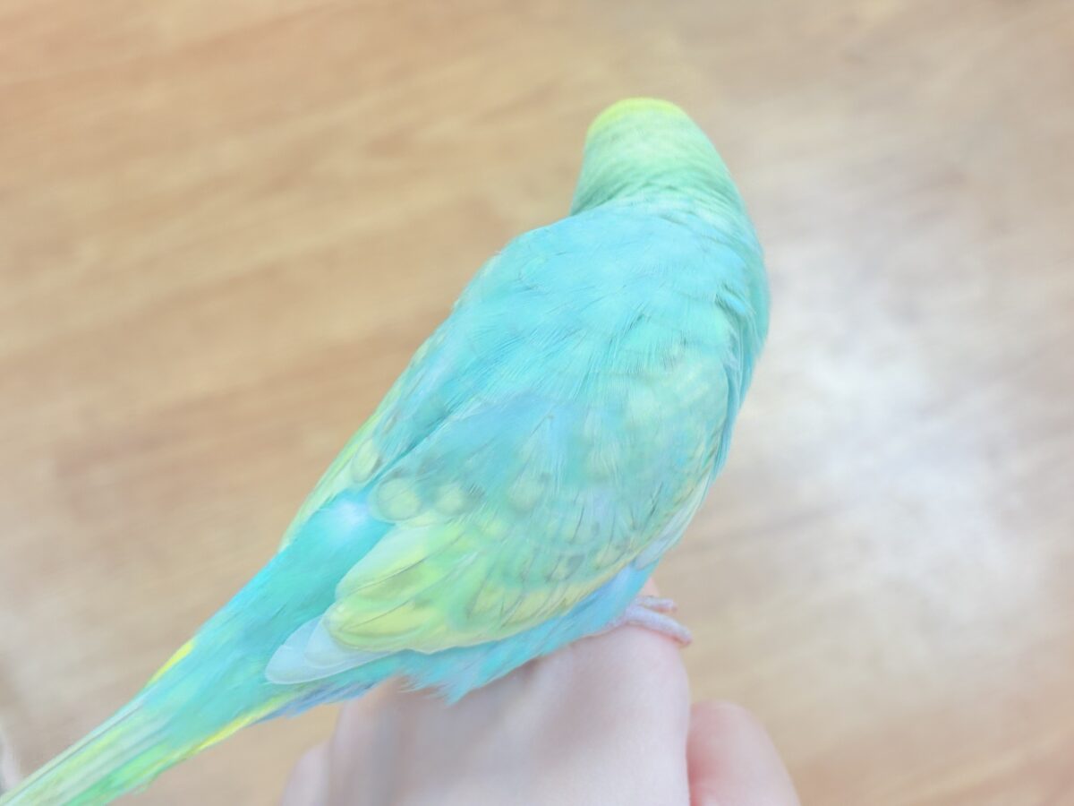 セキセイインコ