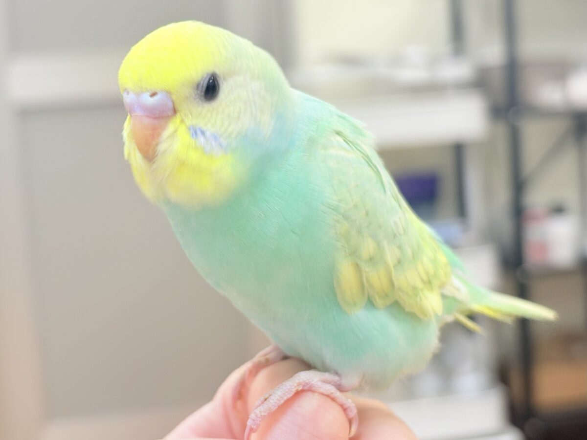セキセイインコ