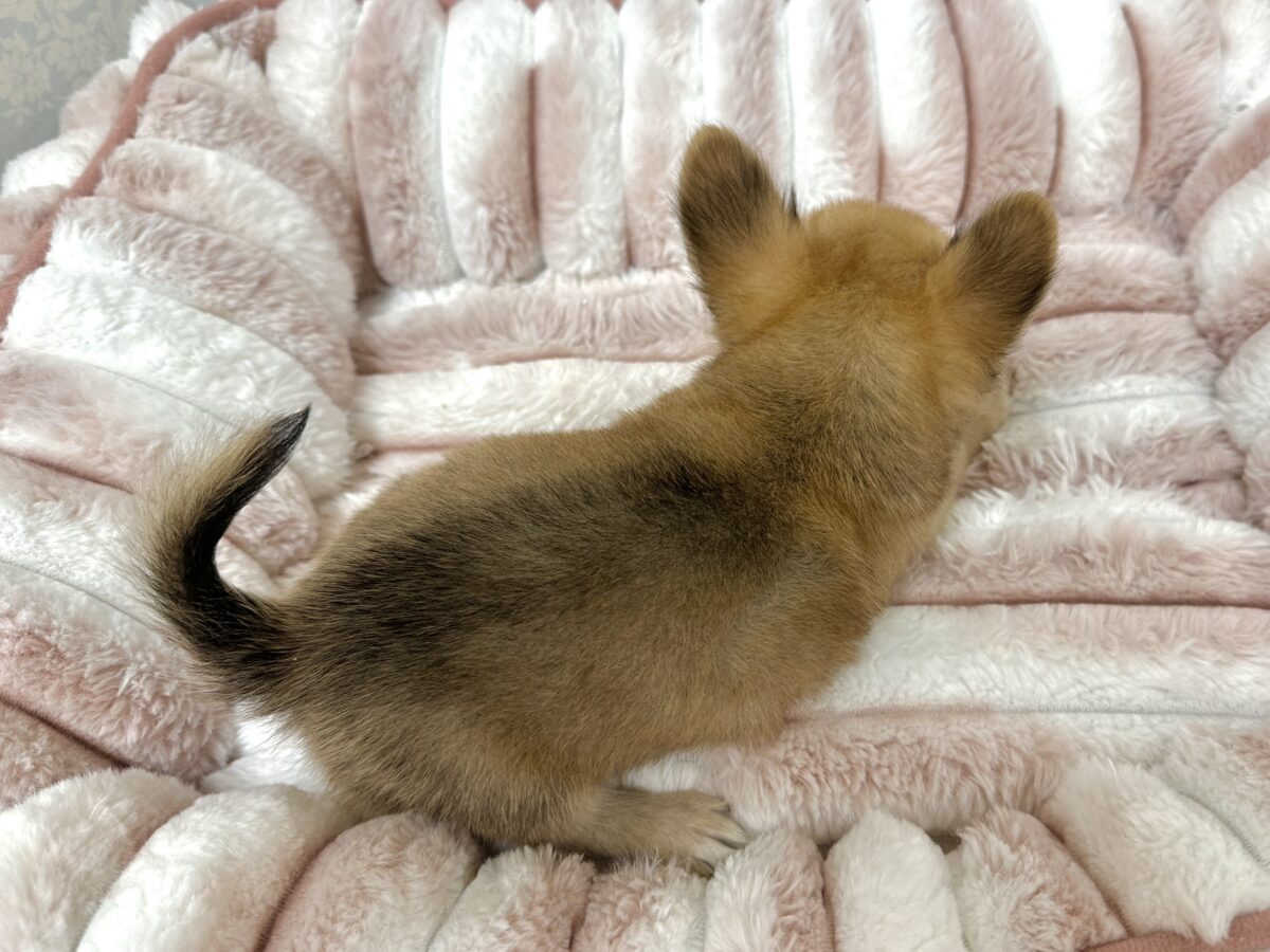チワワ