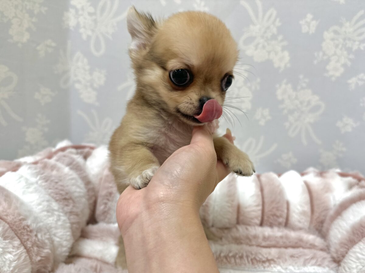 チワワ