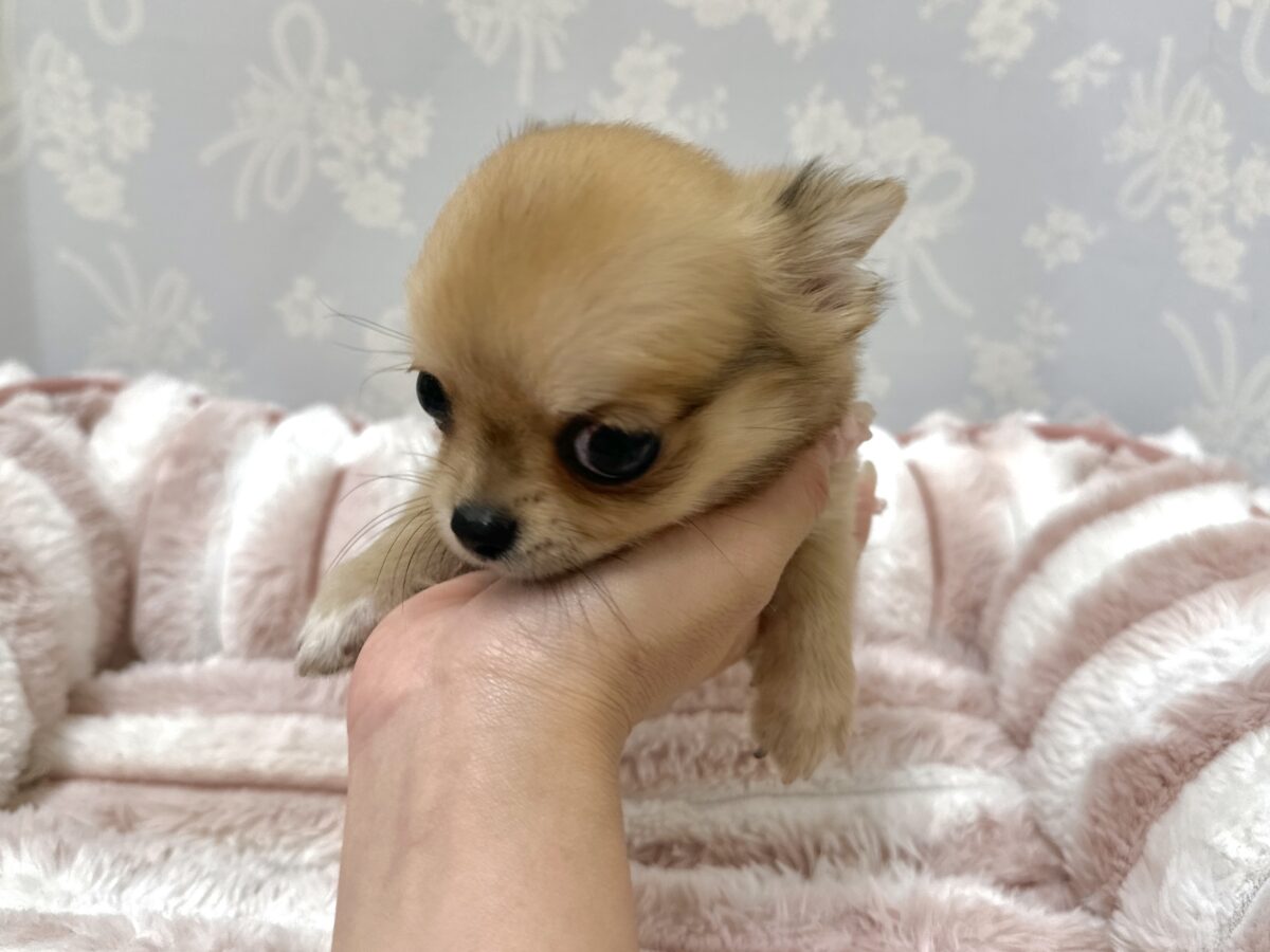 チワワ