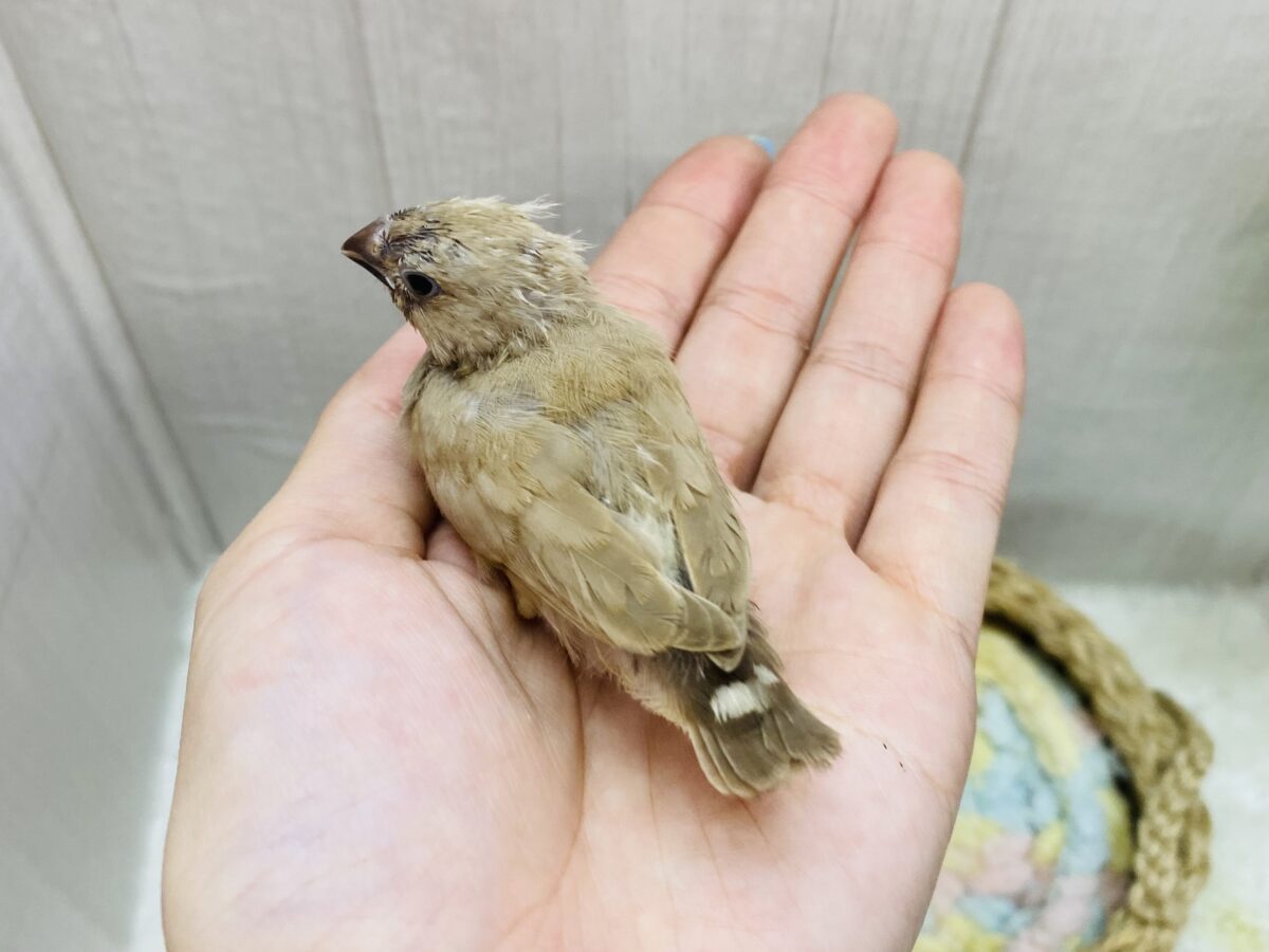 錦花鳥（キンカチョウ）