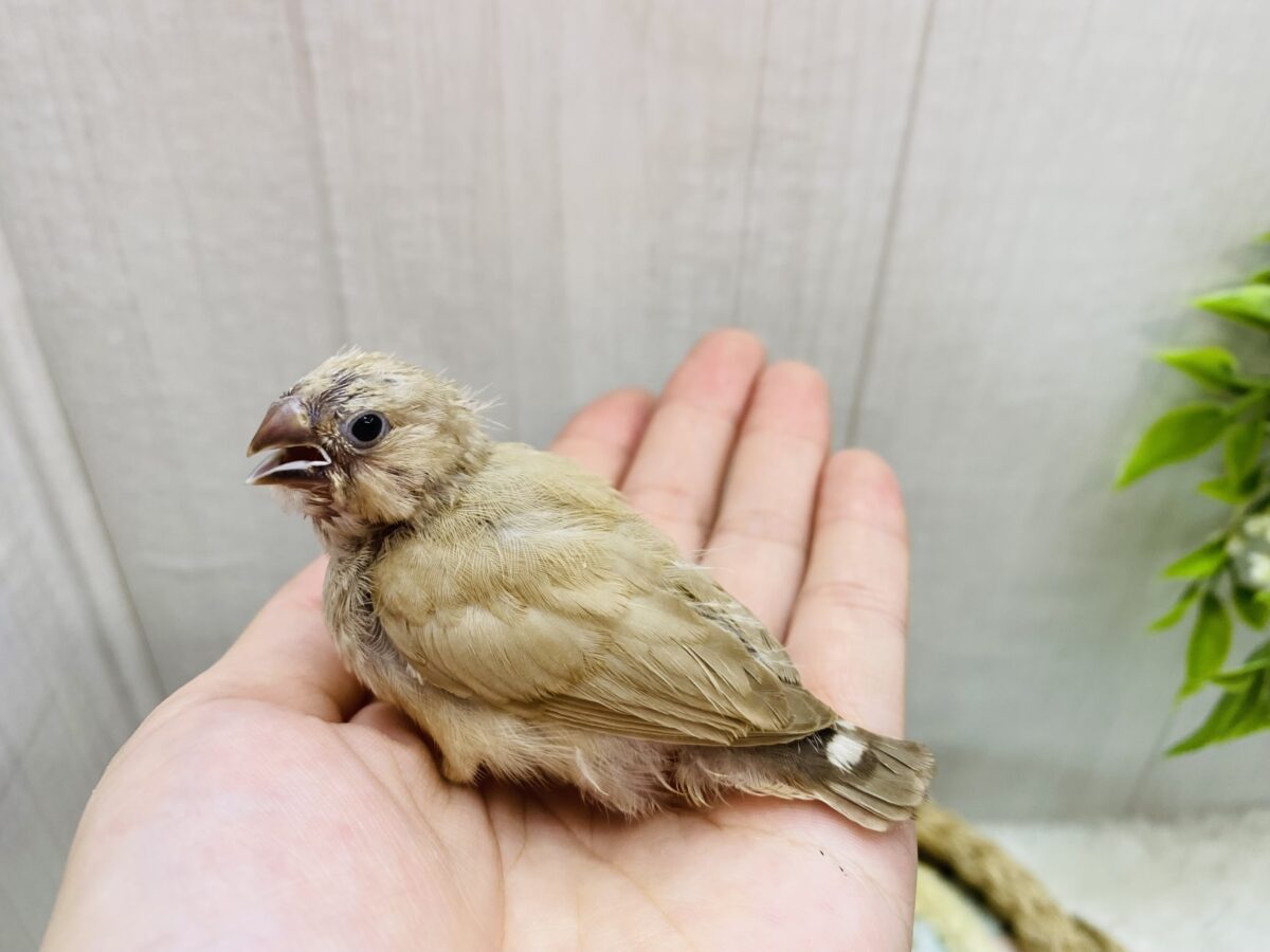 錦花鳥（キンカチョウ）