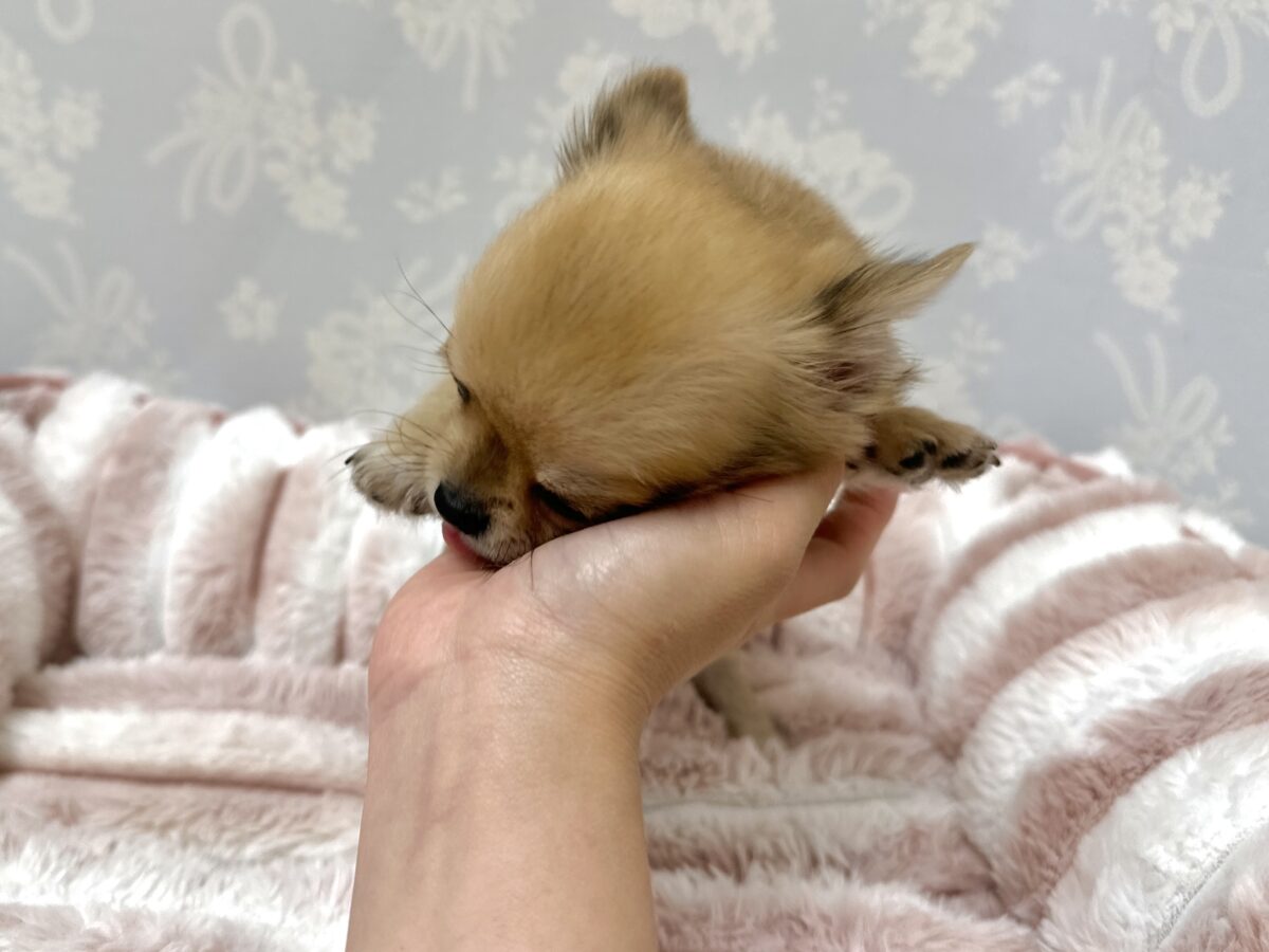チワワ