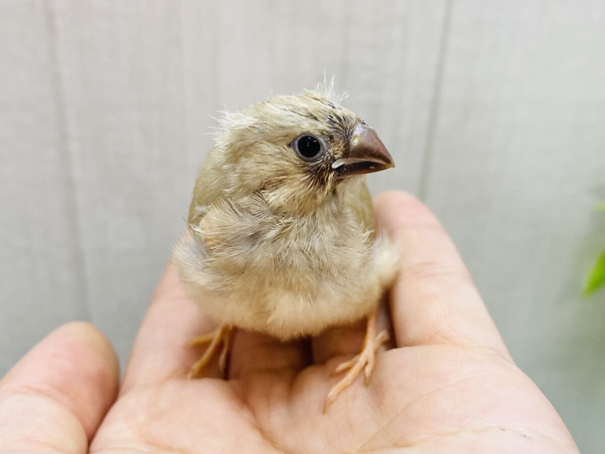 大きなお口吸い込まれちゃう〜🌀キンカ鳥フォーン🤎
