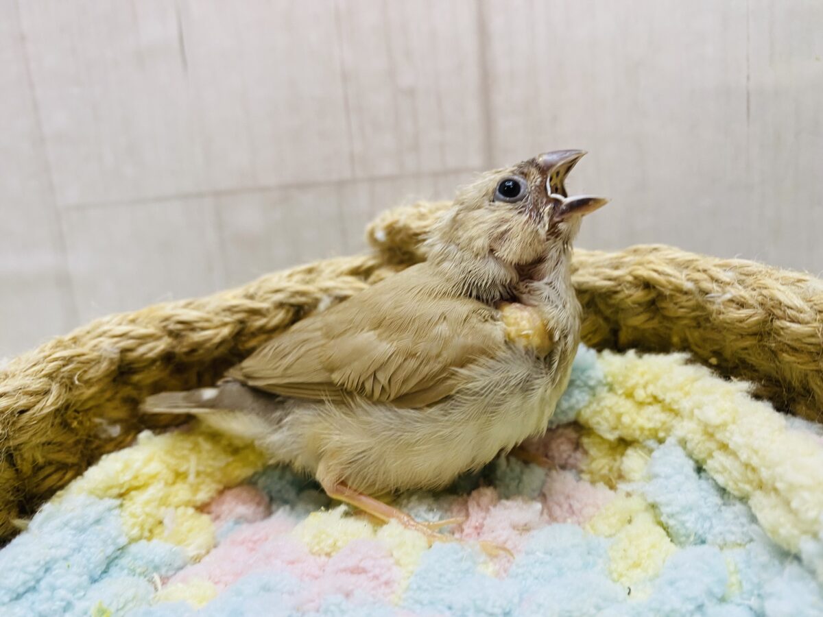 錦花鳥（キンカチョウ）