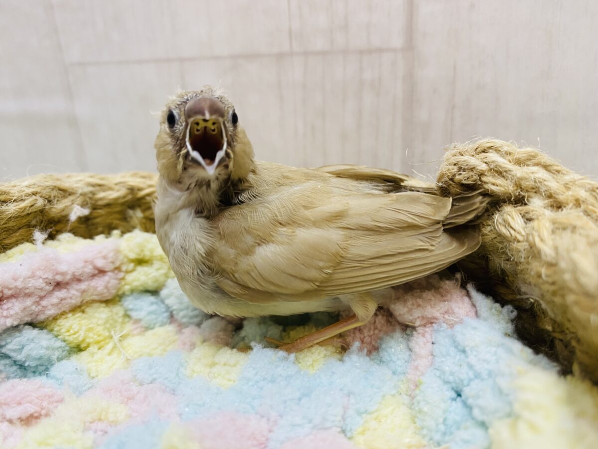 錦花鳥（キンカチョウ）