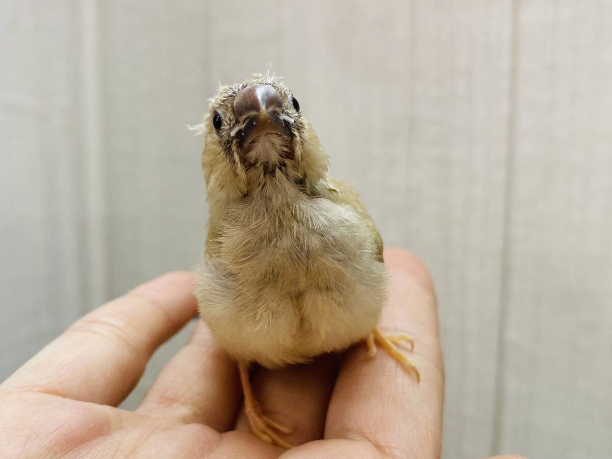 錦花鳥（キンカチョウ）