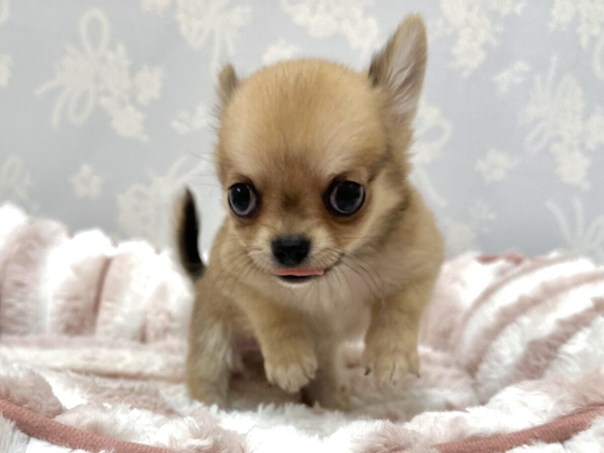 チワワ