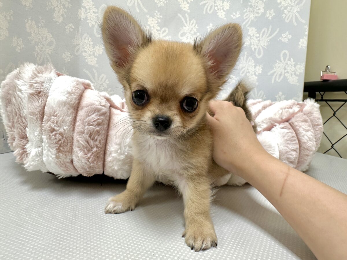 チワワ