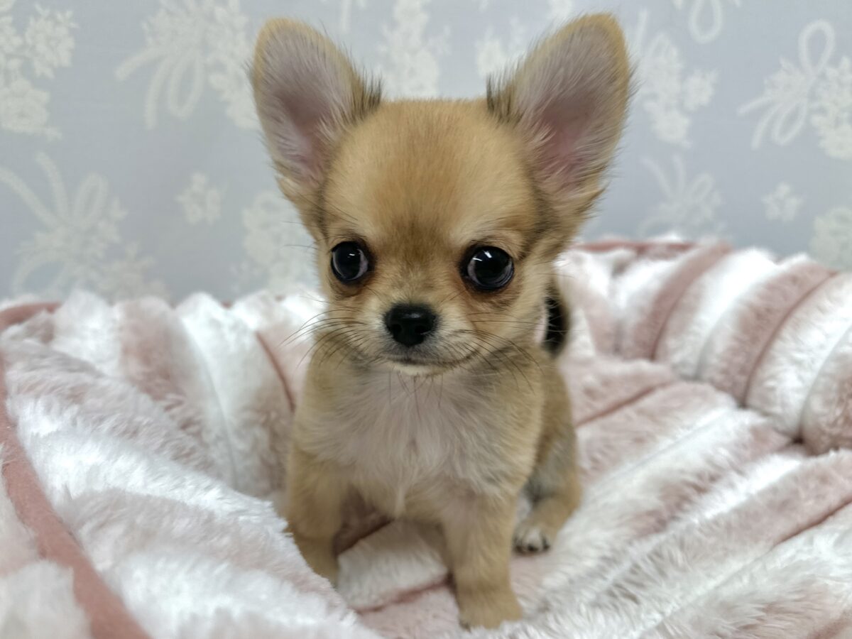 お腹ゴローン🐶🍼ロングチワワ男の子
