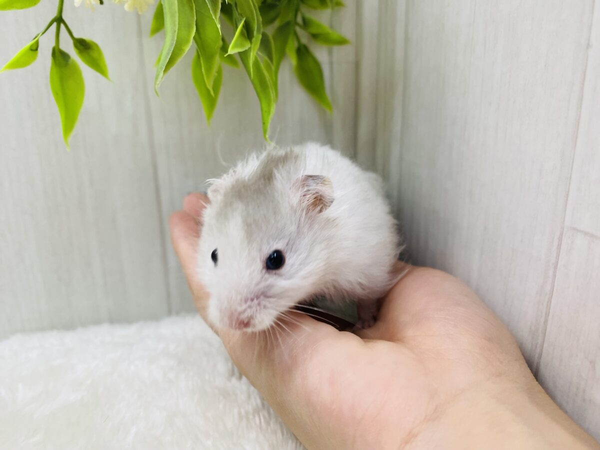 ゴールデンハムスター