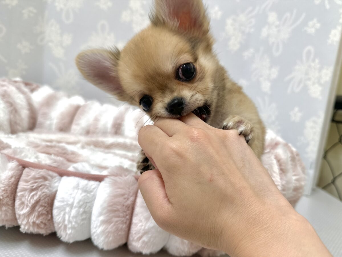 チワワ