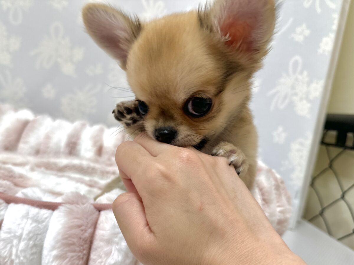 チワワ