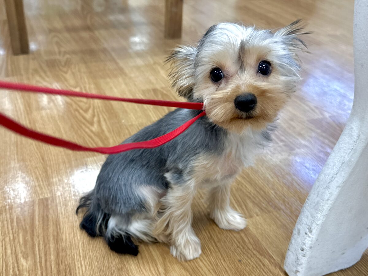ヨークシャテリア