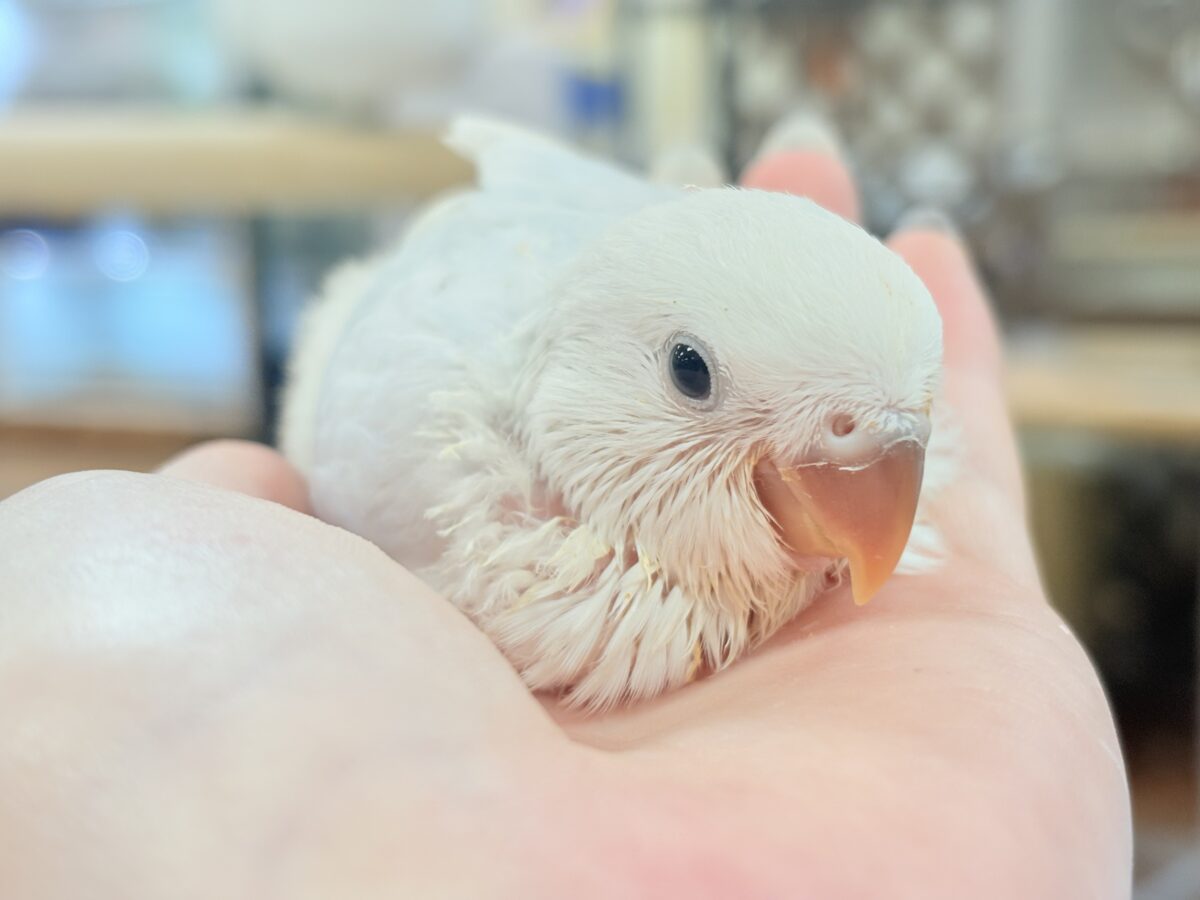 コザクラインコ（小桜インコ）