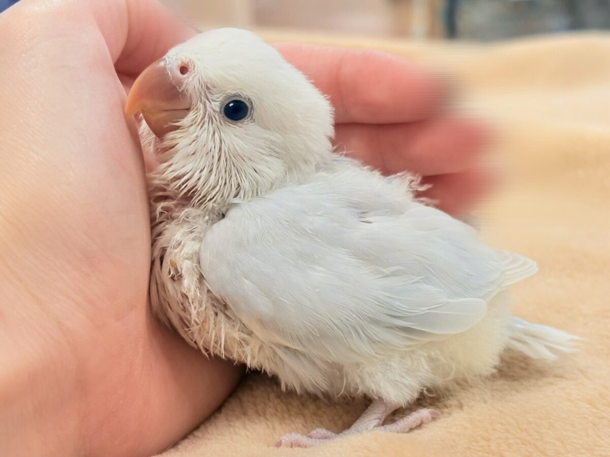 ほんわか優しい雰囲気🫧✨️コザクラインコ(ヒナ)パリド系