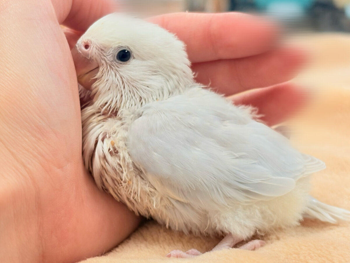 コザクラインコ（小桜インコ）