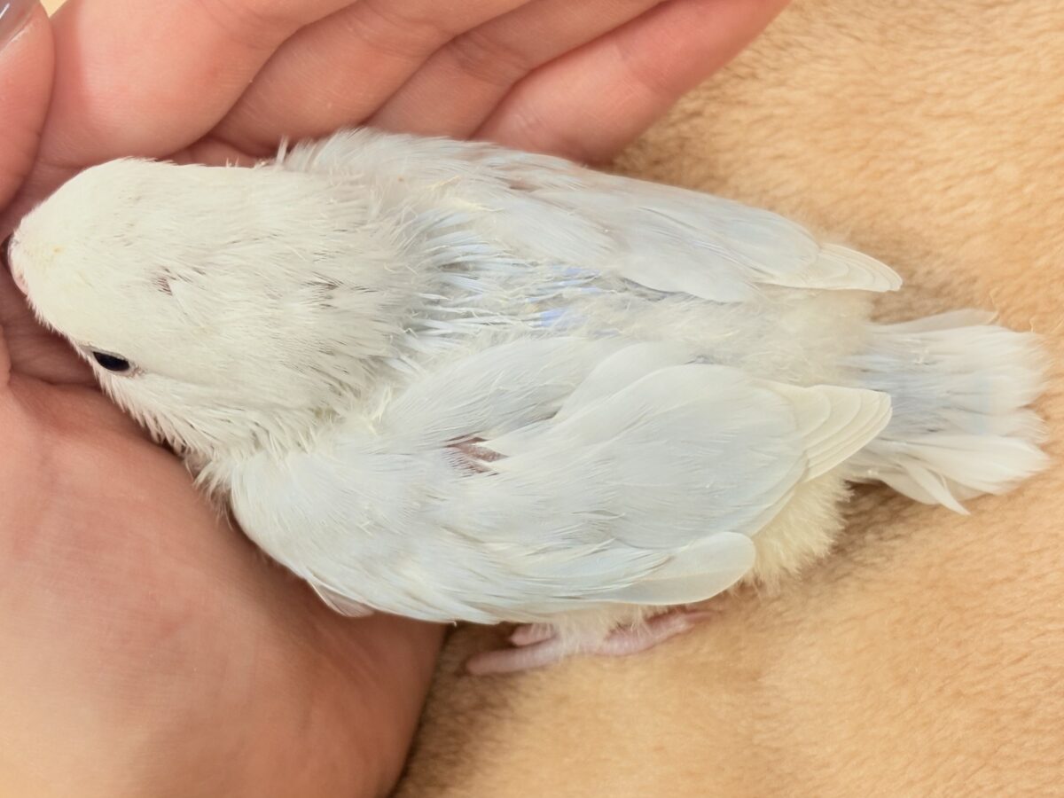 コザクラインコ（小桜インコ）