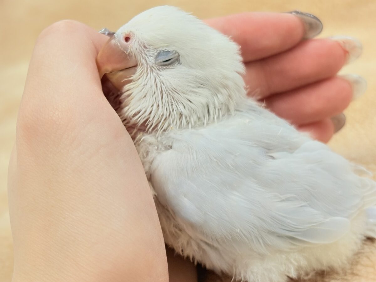 コザクラインコ（小桜インコ）