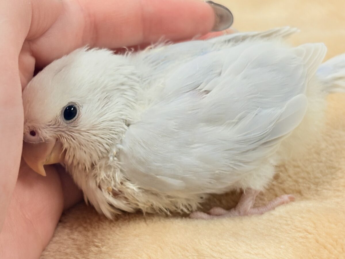 コザクラインコ（小桜インコ）