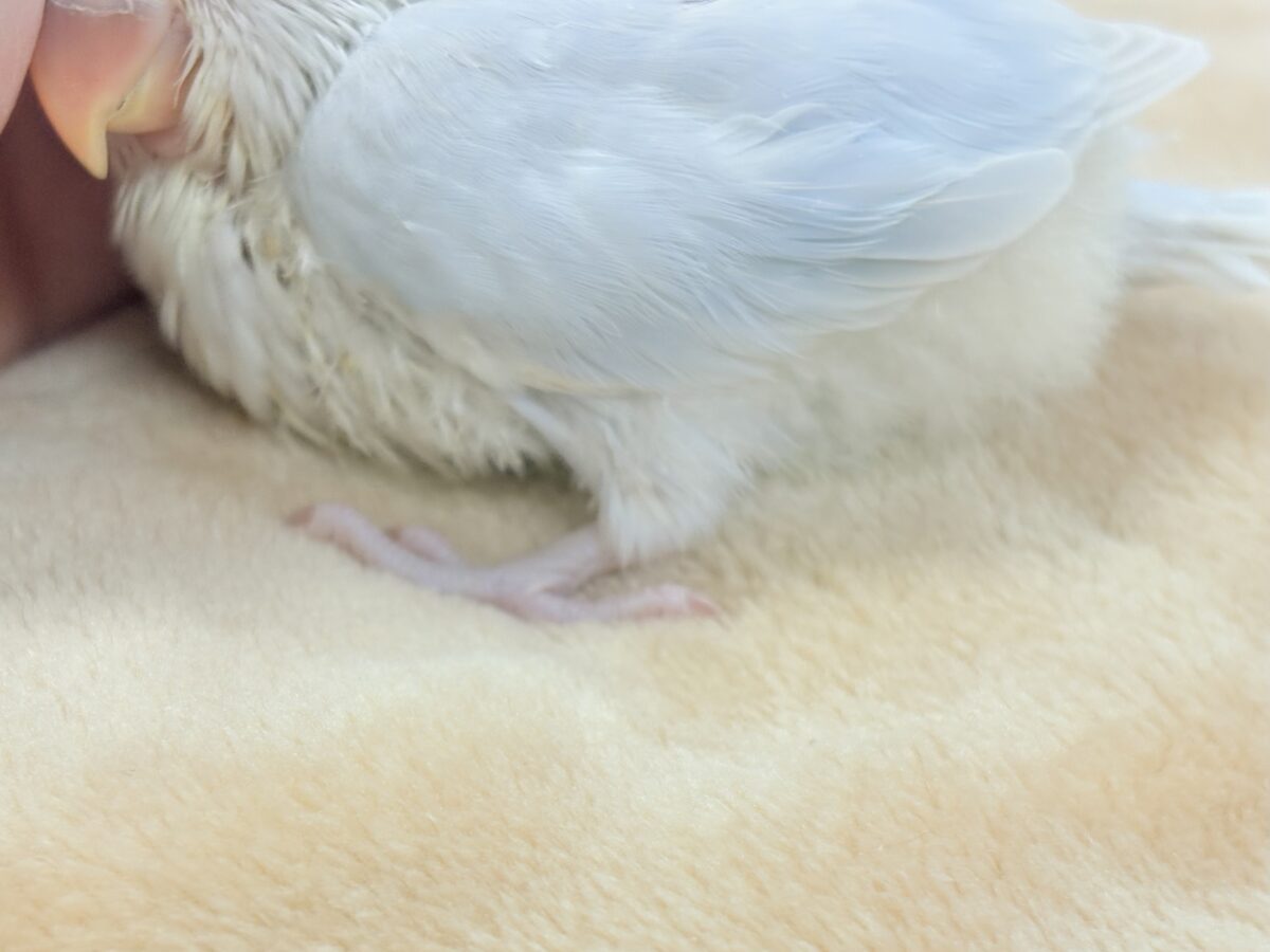 コザクラインコ（小桜インコ）