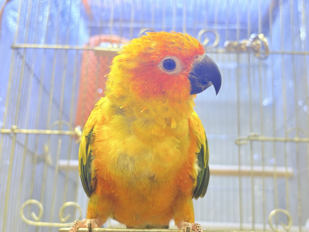 コガネメキシコインコ