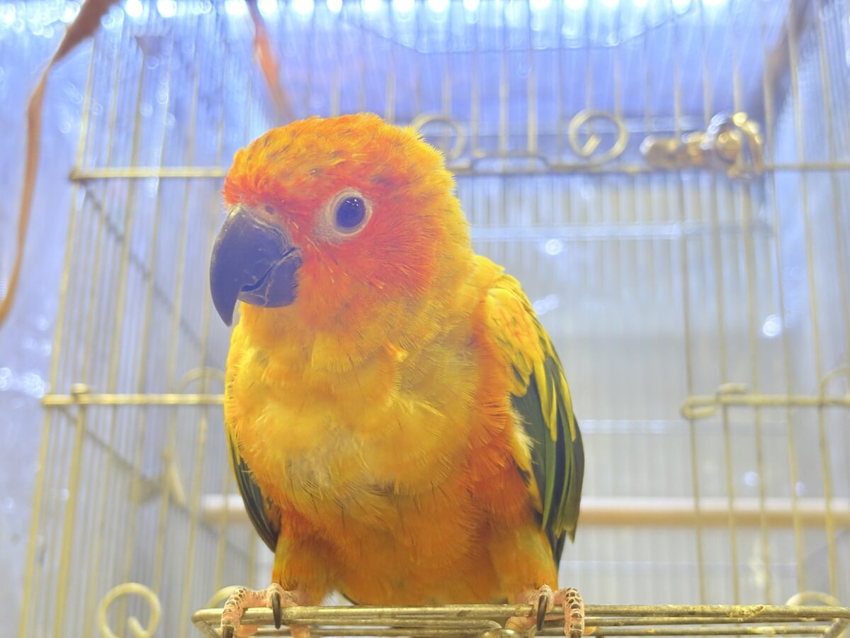 コガネメキシコインコ