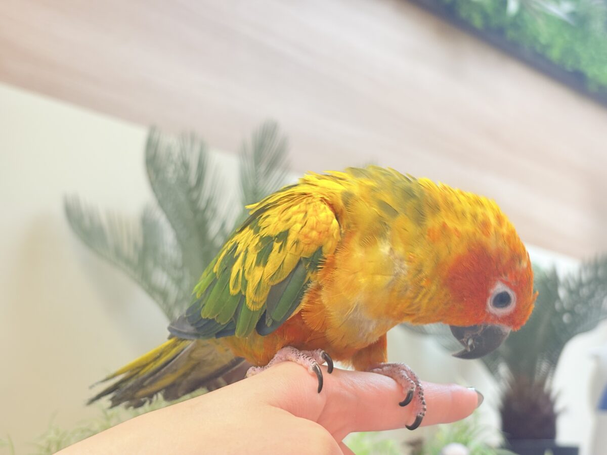 コガネメキシコインコ