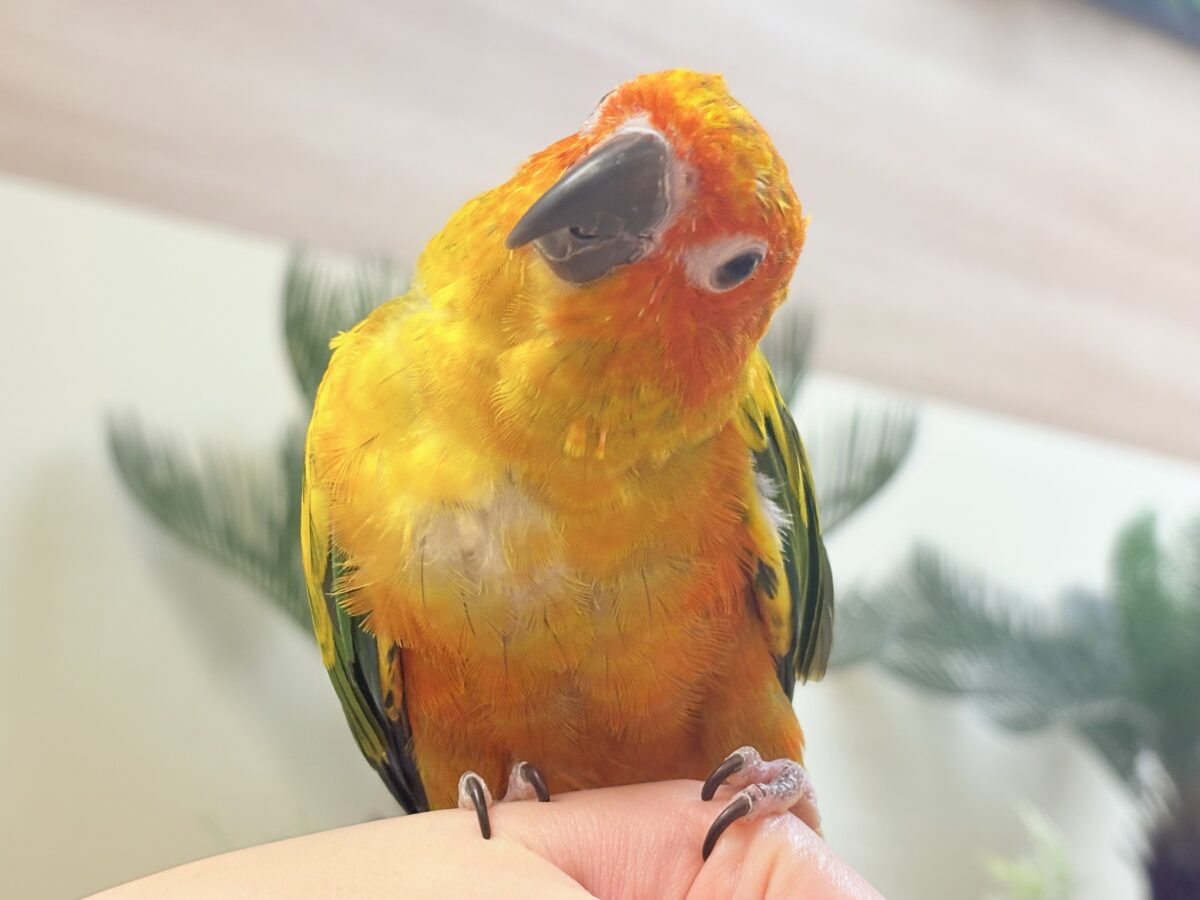 コガネメキシコインコ