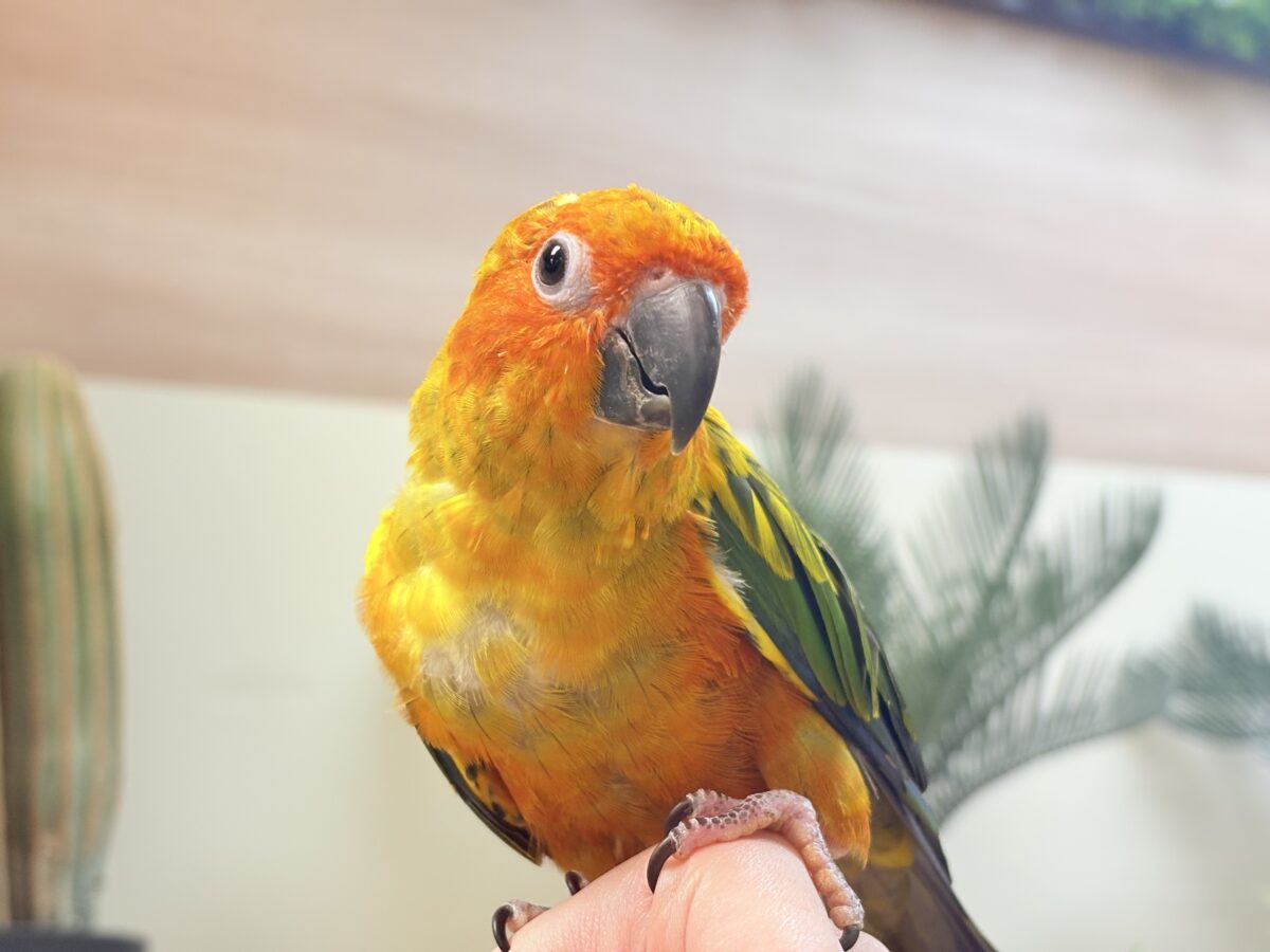 コガネメキシコインコ