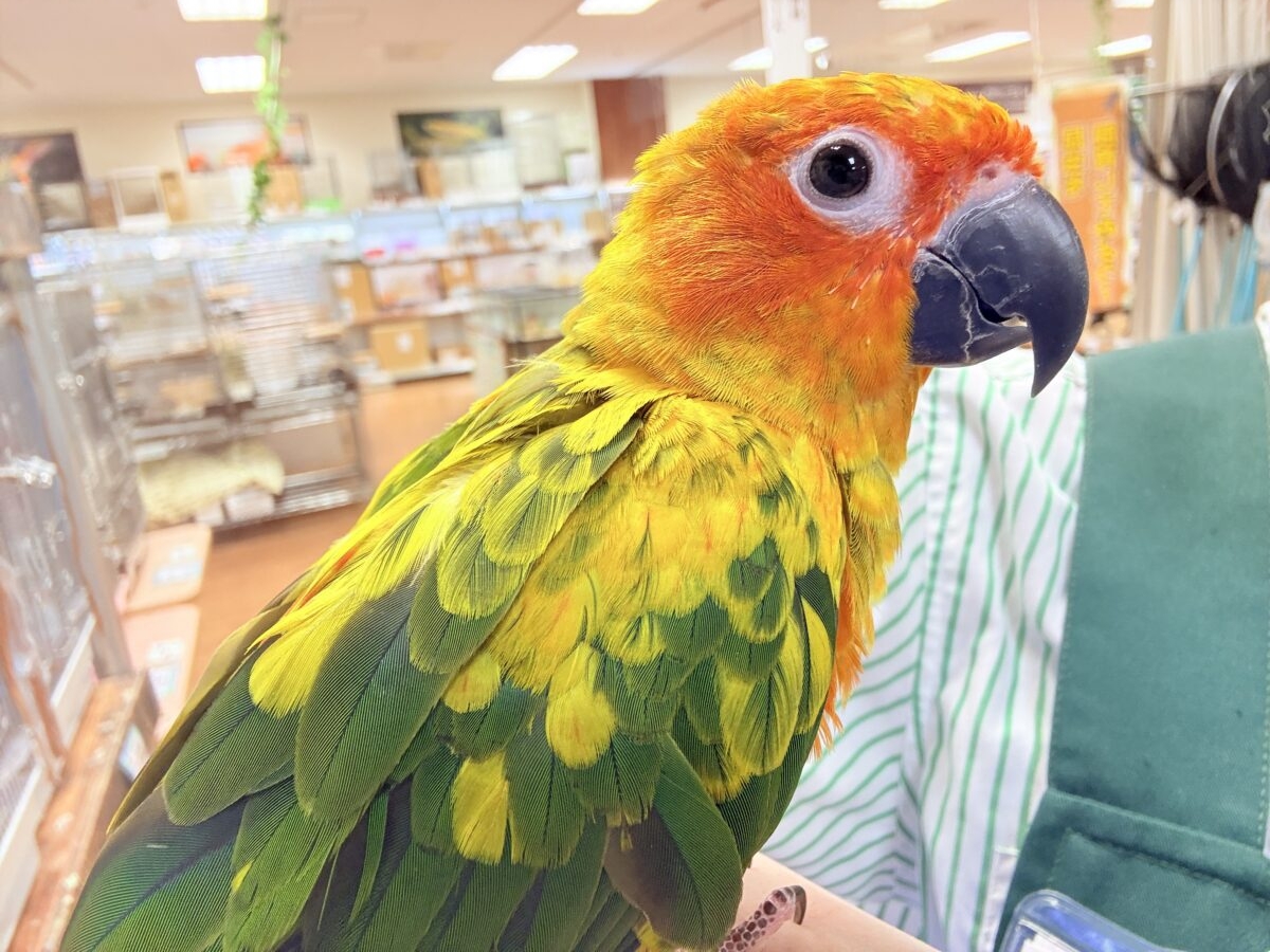 コガネメキシコインコ
