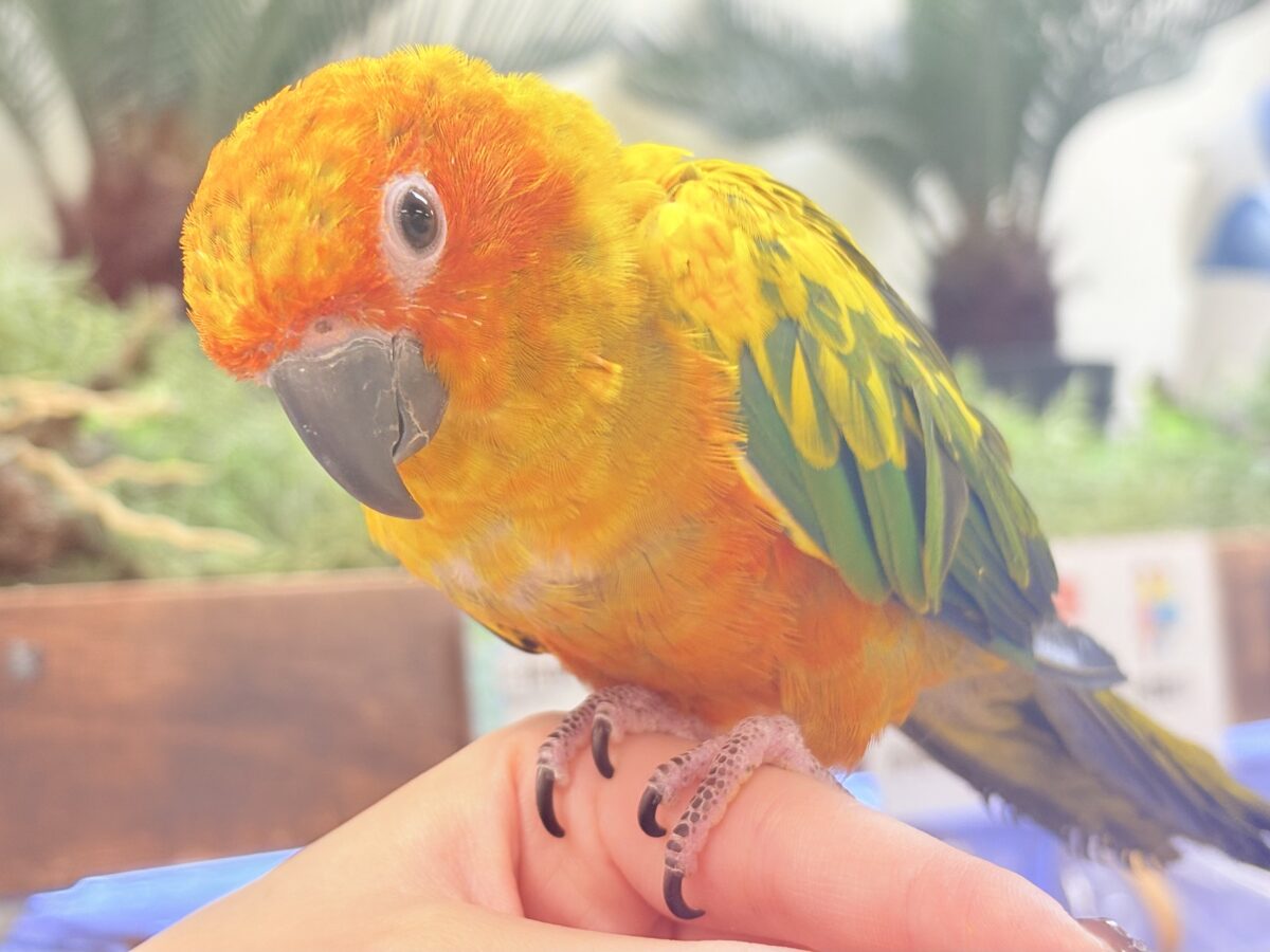 コガネメキシコインコ