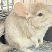 まるっともふっとふんわりしてるぜっ🎶チンチラ(シナモン)