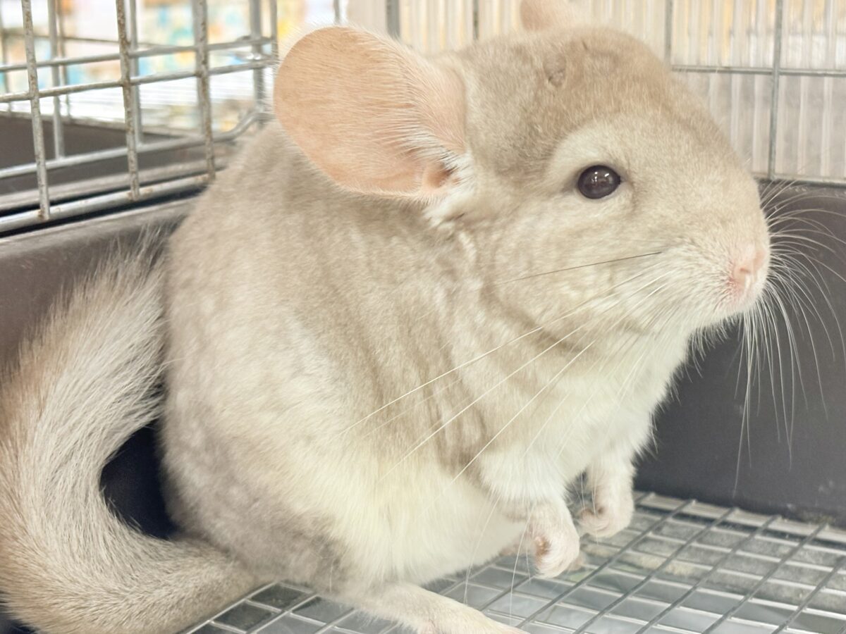 まるっともふっとふんわりしてるぜっ🎶チンチラ(シナモン)