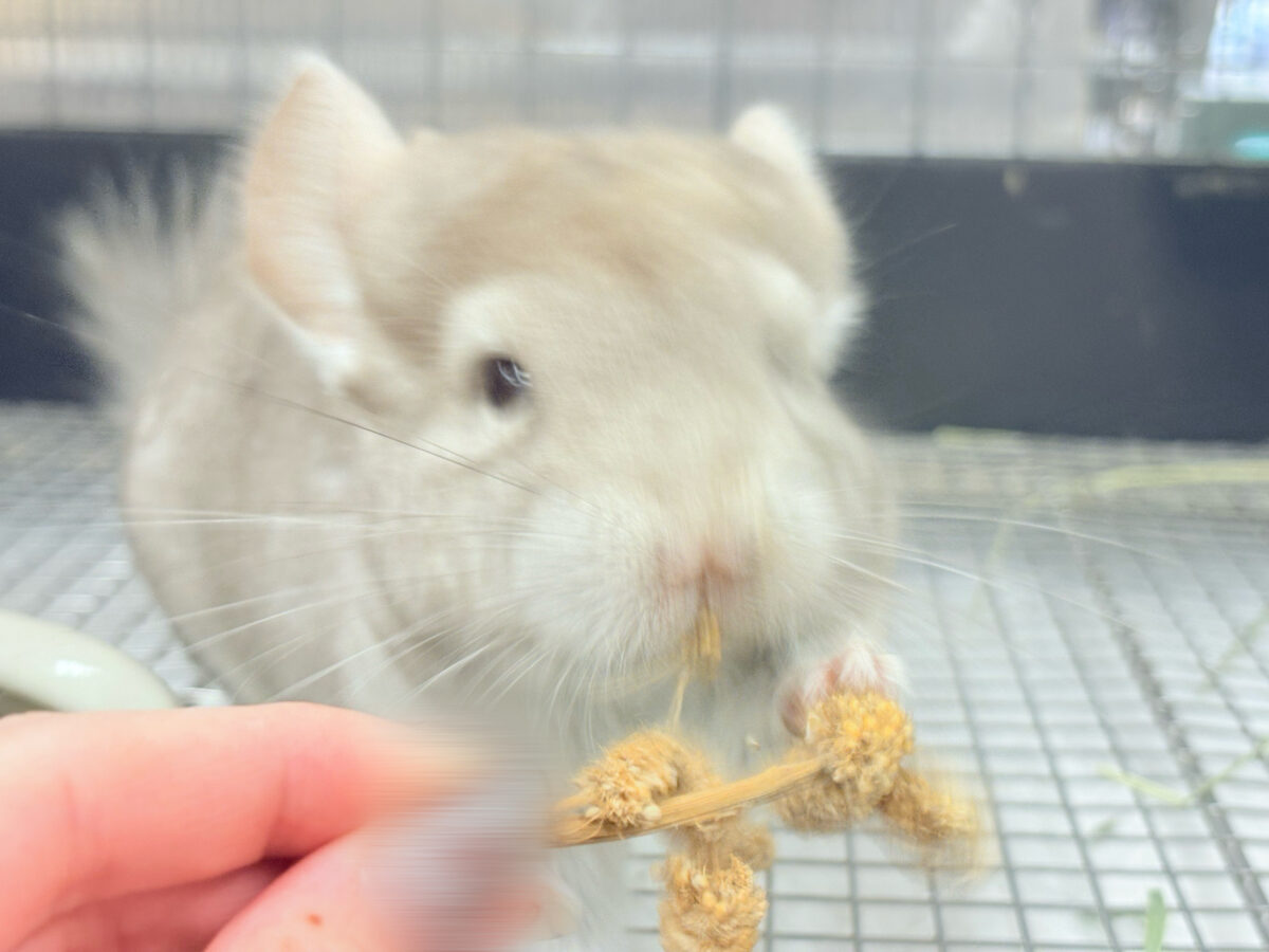 チンチラ