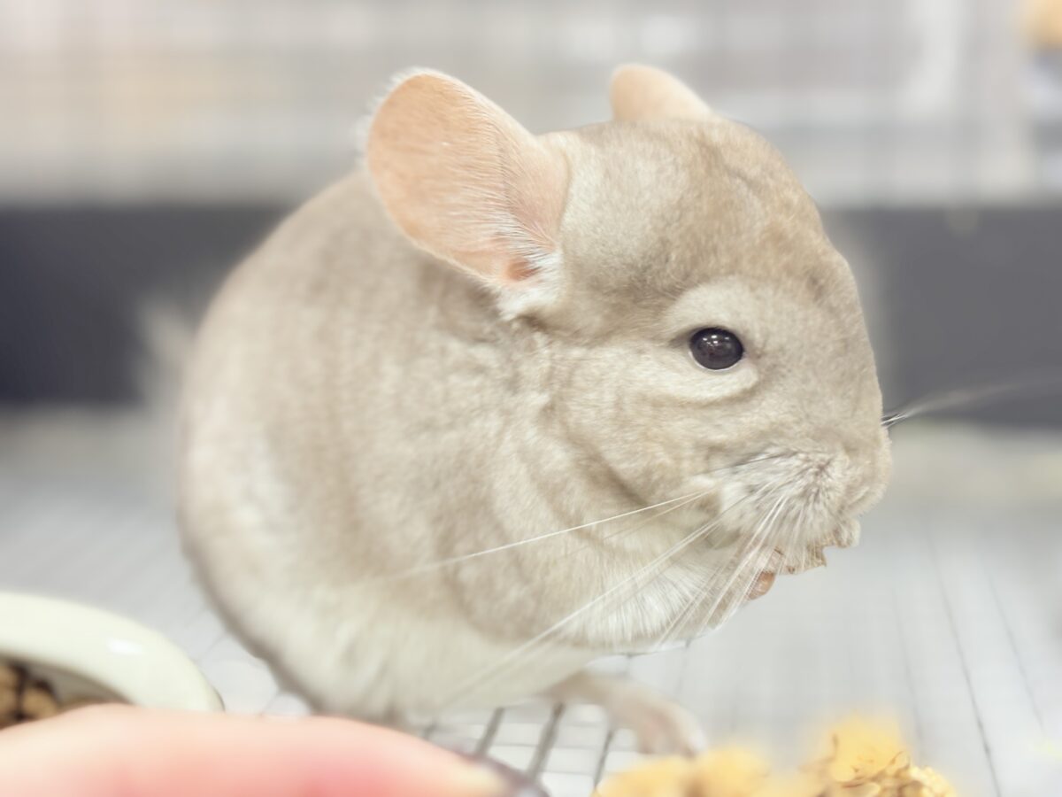 チンチラ