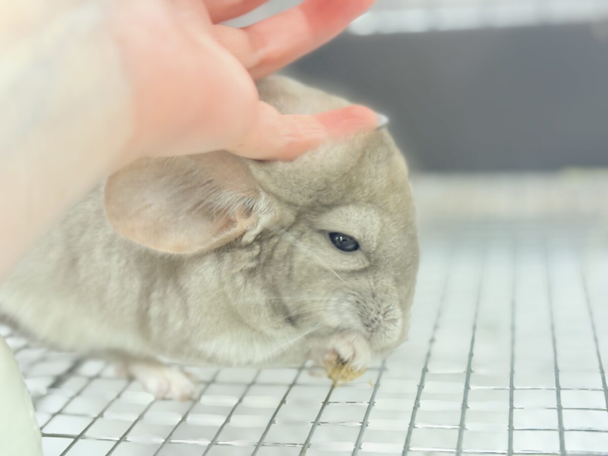 チンチラ
