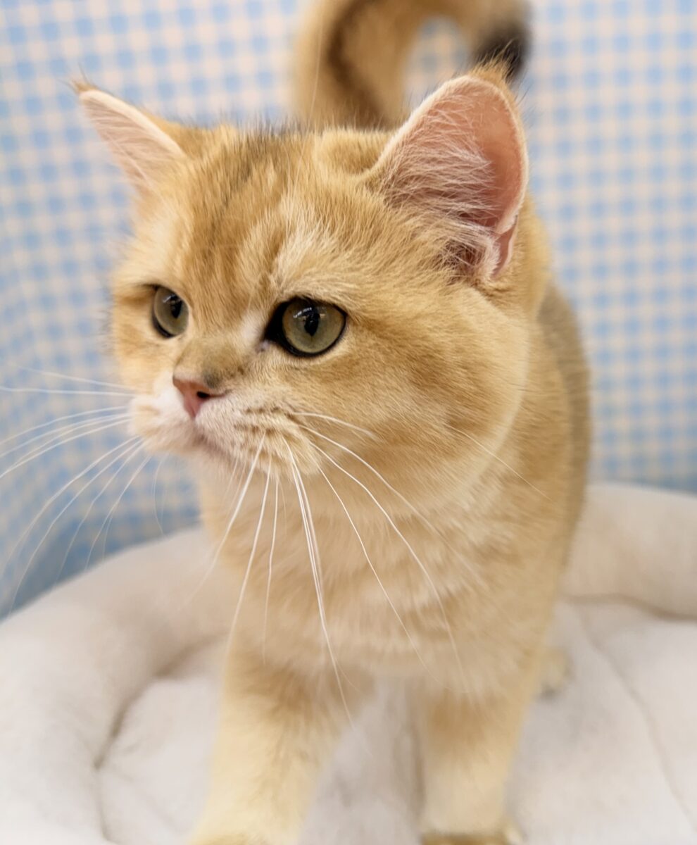 ブリティッシュショートヘア