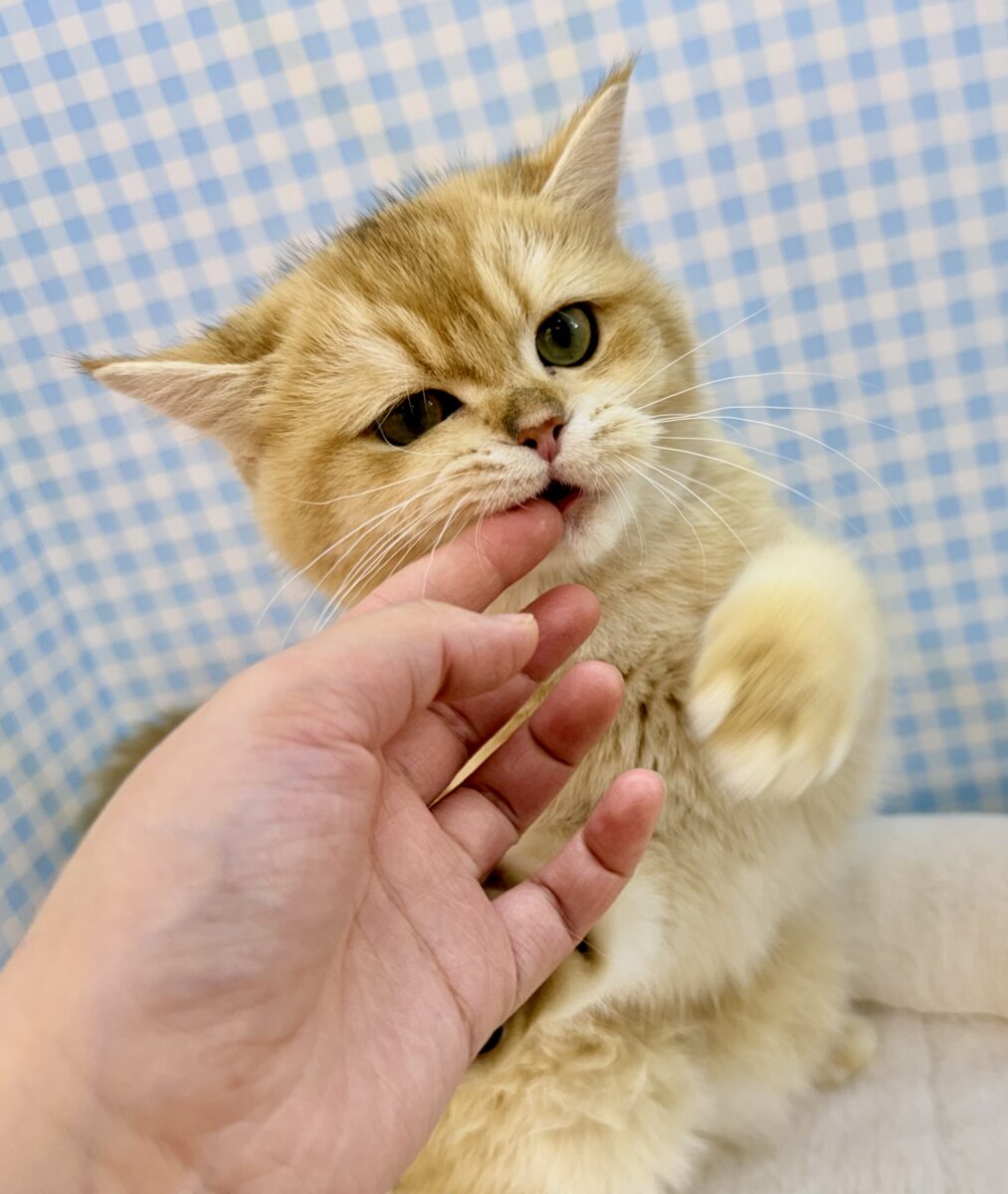ブリティッシュショートヘア