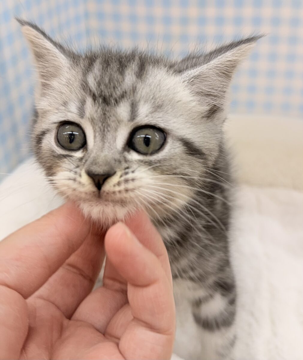 アメショじゃないよ！マンチカンだよ！