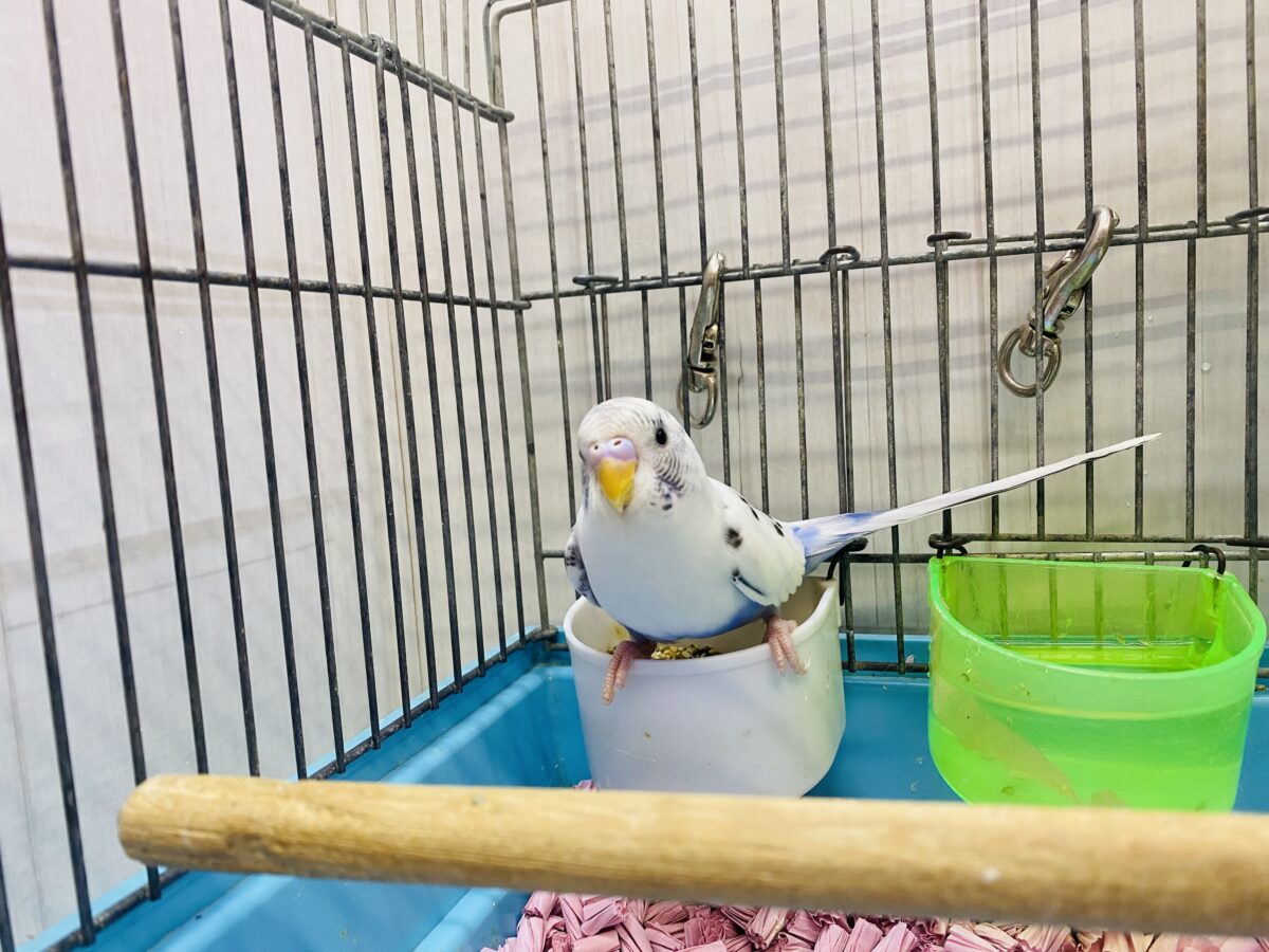 セキセイインコ