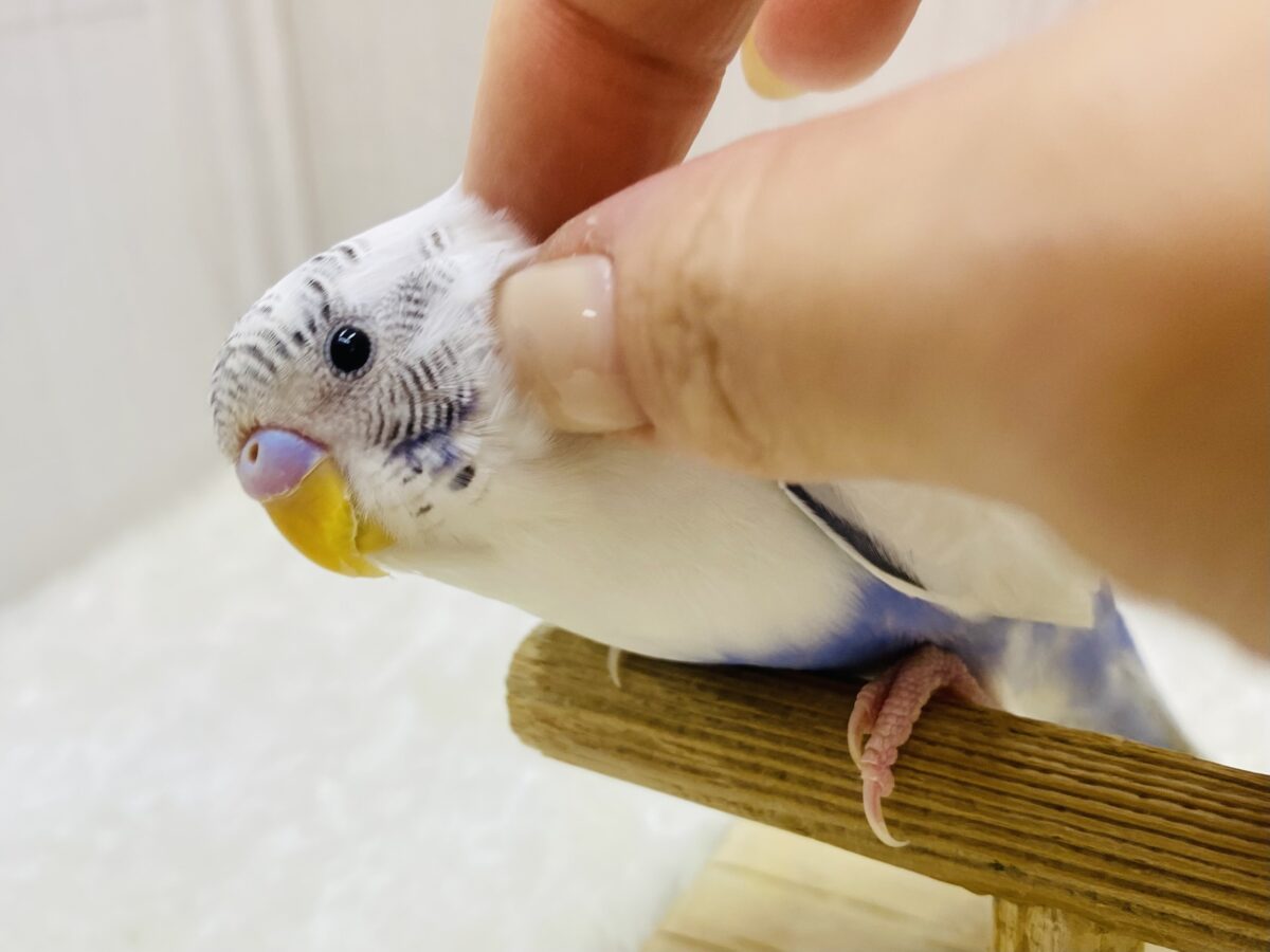 最新画像更新✨ぴとっと仲良しさん💕癒しをお届け〜セキセイインコ☘️